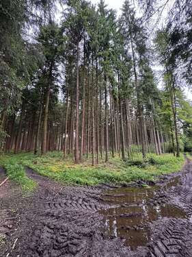 Foto - Grundstück in Babensham 320.000,00 € 40000 m²