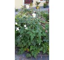 Grundstück zu verkaufen in Bruchsal 218.000,00 € 536 m²