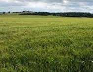 Foto - Grundstück in Karlskron 275.000,00 € 22920 m²