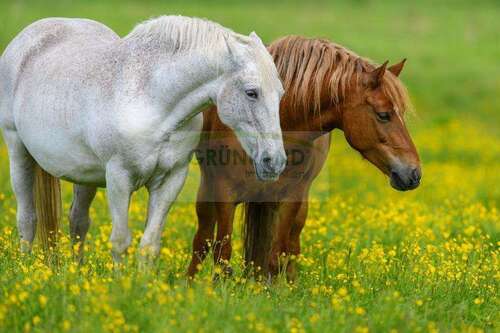 Foto - Spezialgewerbe in Falkensee 2.900.000,00 € 153276 m²