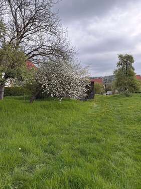 Foto - Grundstück zu verkaufen in Hochdorf 290.000,00 € 470 m²