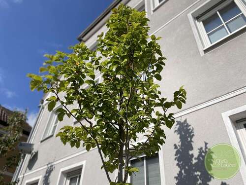 Foto - Wohnung zum Kaufen in Neustadt an der Aisch 358.650,00 € 120.85 m²