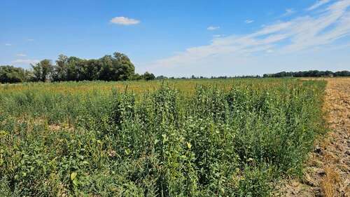 Foto - Grundstück in Großmehring 450.000,00 € 19743 m²