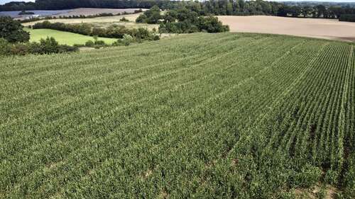 Foto - Grundstück in Felde 110.000,00 € 28300 m²