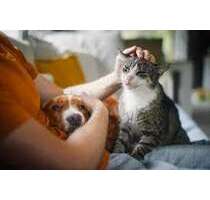 Haus zum Kaufen in Steinheim an der Murr 669.000,00 € 193 m²