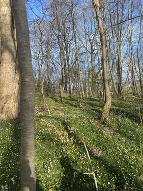 Foto - Grundstück in Alsdorf 95.000,00 € 100000 m²