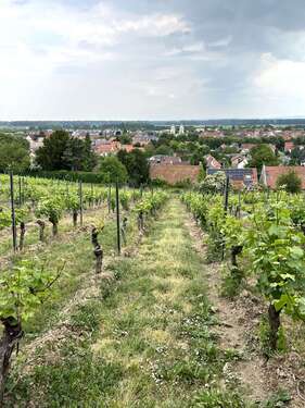 Foto - Haus zum Kaufen in Guntersblum 295.000,00 € 250 m²