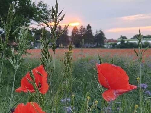 Foto - Grundstück zu verkaufen in Teltow 285.000,00 € 485 m²