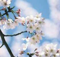 Wohnung zum Mieten in Hagenow 291,00 € 49.02 m²