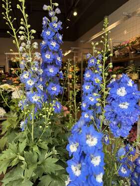 Foto - Haus zum Kaufen in Frankfurt Griesheim 799.000,00 €