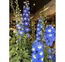 Haus zum Kaufen in Frankfurt Griesheim 799.000,00 € - Frankfurt / Griesheim