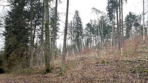 Foto - Grundstück in Weigendorf 58.000,00 € 24810 m²