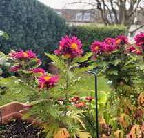 Wohnung zum Kaufen in Meckenheim 174.000,00 € 58 m²