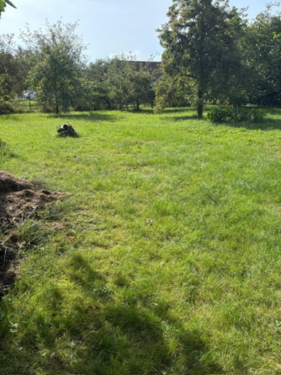 Foto - Grundstück zu verkaufen in Leipheim 330.000,00 € 601 m²