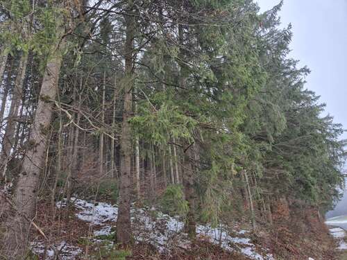 Foto - Grundstück in Dienhausen 98.000,00 € 18834 m²