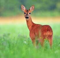 Grundstück in Bersenbrück 6.900.000,00 € 760000 m²