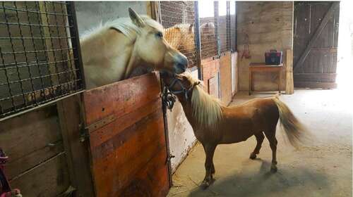 Foto - Haus zum Kaufen in Schwegenheim 495.000,00 € 130 m²