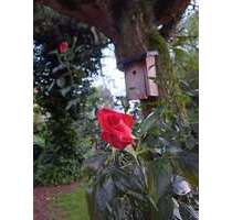 Wohnung zum Mieten in Sendenhorst Albersloh 1.000,00 € 80 m² - Sendenhorst / Albersloh