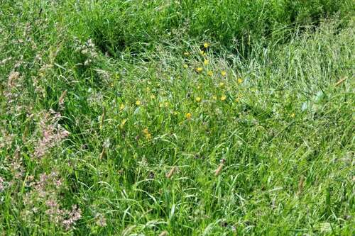 Foto - Grundstück zu verkaufen in Ingersheim 410.000,00 € 481 m²