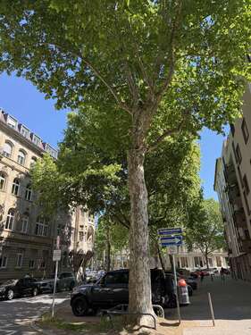 Foto - Wohnung zum Mieten in Mannheim 1.700,00 € 150 m²