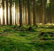 Grundstück in Beilngries 46.000,00 € 13143 m²