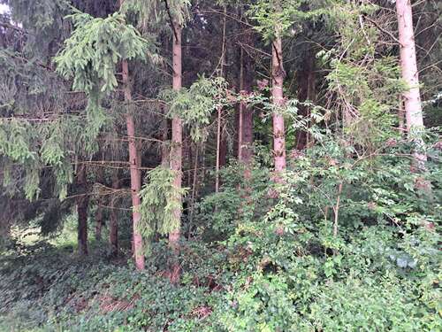 Foto - Grundstück in Beilngries 46.000,00 € 13143 m²