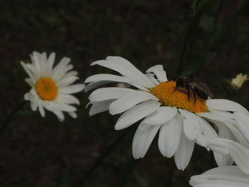 Foto - Grundstück in Niedernhausen 255.000,00 € 364 m²