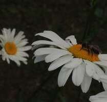 Grundstück in Niedernhausen 255.000,00 € 364 m²