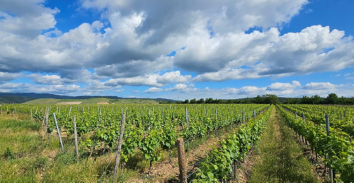 Foto - Haus zum Kaufen in Rüdesheim am Rhein 1.500.000,00 € 162 m²