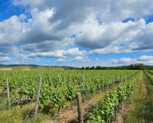 Haus zum Kaufen in wiesbaden 1.500.000,00 € 162 m²