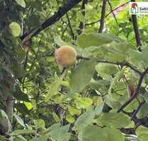 Grundstück zu verkaufen in Schorndorf 250.000,00 € 375 m²