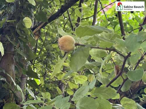 Foto - Grundstück zu verkaufen in Schorndorf 250.000,00 € 375 m²