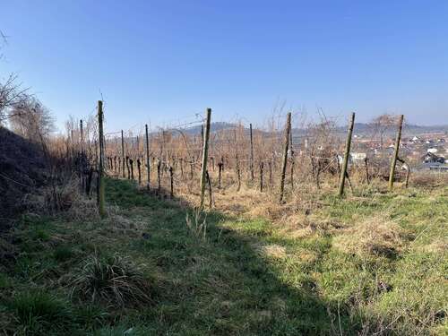 Foto - Grundstück zu verkaufen in Jechtingen 8.000,00 € 2881 m²