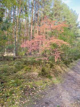 Foto - Grundstück zu verkaufen in Zühlsdorf 260.000,00 € 84400 m²