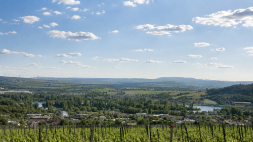 Foto - Grundstück zu verkaufen in Rüdesheim am Rhein 828.000,00 € 600 m²
