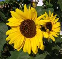 Garage zu vermieten in Regensburg 70,00 €