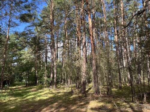Foto - Grundstück zu verkaufen in Borkheide 100.000,00 € 1703 m²