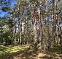 Grundstück zu verkaufen in Borkheide 100.000,00 € 1703 m²