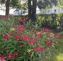 Grundstück zu verkaufen in Hagen 133.000,00 € 500 m²