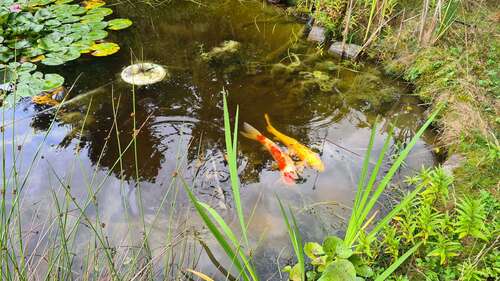 Foto - Grundstück zu verkaufen in Panketal 245.000,00 € 620 m²