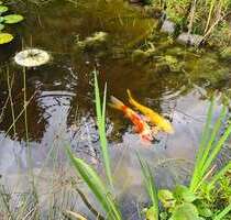 Grundstück zu verkaufen in Panketal 245.000,00 € 620 m²