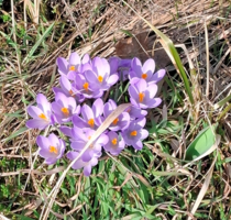 Grundstück zu verkaufen in Groß Kreutz (Havel) 128.000,00 € 1064 m²