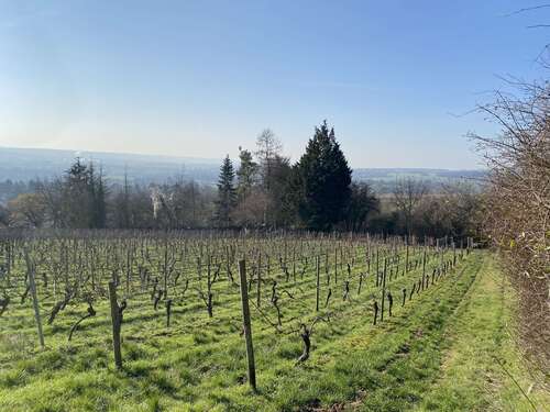 Foto - Grundstück zu verkaufen in Wiesbaden Schierstein 99.000,00 € 1052 m²