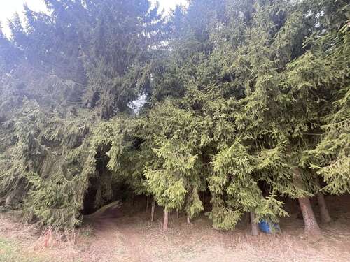 Foto - Grundstück zu verkaufen in Vohenstrauß Böhmischbruck 125.000,00 € 45280 m²