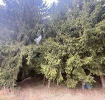 Grundstück zu verkaufen in Vohenstrauß Böhmischbruck 125.000,00 € 45280 m² - Vohenstrauß / Böhmischbruck