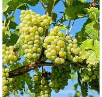 Wohnung zum Mieten in Wertheim 710,00 € 96 m²