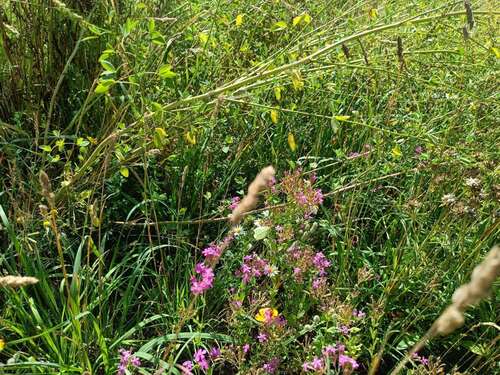 Foto - Haus zum Kaufen in Königsbrück 599.928,00 € 160 m²