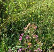 Haus zum Kaufen in Königsbrück 599.928,00 € 160 m²