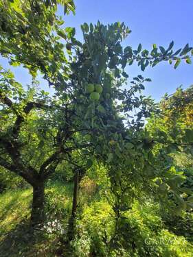 Foto - Haus zum Kaufen in Schwabach 439.000,00 € 184 m²