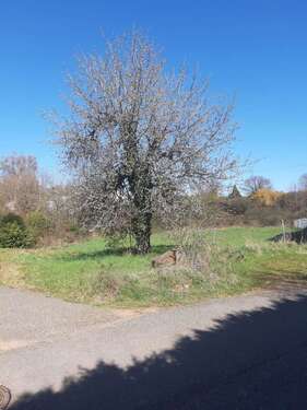 Foto - Grundstück zu verkaufen in Trippstadt 189.000,00 € 943 m²
